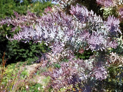 Acacia baileyana 'Purpurea' - medium image 1