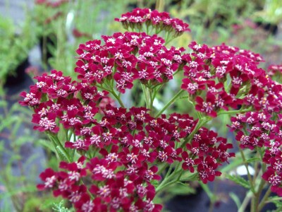 Achillea millefolium 'Cassis' - medium image 1
