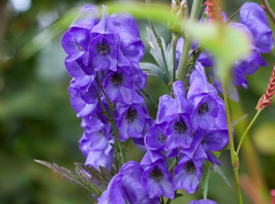 Aconitum carmichaelii 'Arendsii' - medium image 1