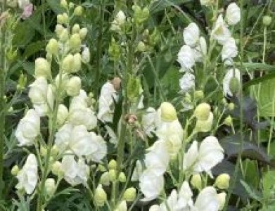 Aconitum napellus 'Album' - medium image 1