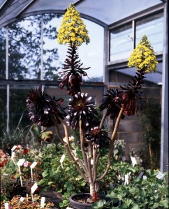 Aeonium 'Zwartkop' - medium image 1