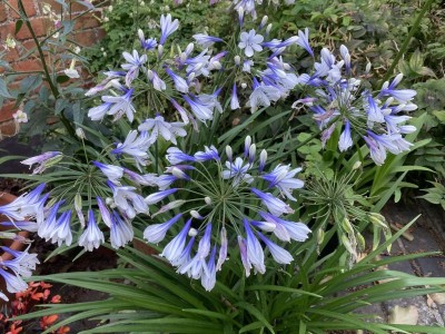 Agapanthus 'Twister' - medium image 1