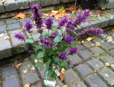 Agastache 'Blue Bonnet' - medium image 1