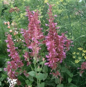Agastache 'Heather Queen' - medium image 1