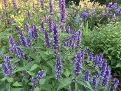 Agastache rugosa 'Little Adder' - medium image 1