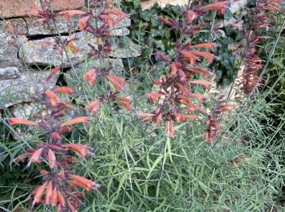 Agastache rupestris - medium image 1