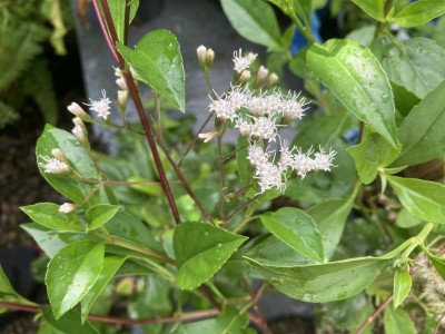 Ageratina ligustrina - medium image 1