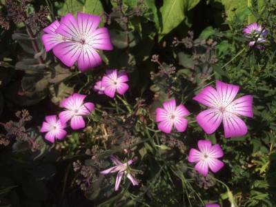 Agrostemma 'Purple Queen' - medium image 1