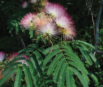 Albizia julibrissin - medium image 1