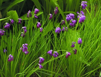 Allium cyathophorum AGM - medium image 1