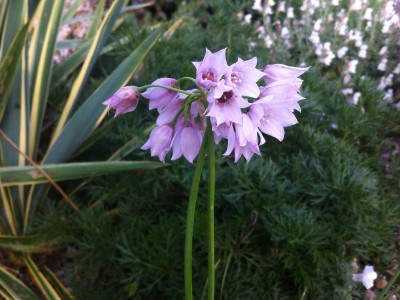 Allium narcissiflorum - medium image 1