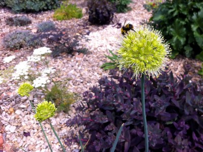 Allium obliquum - medium image 1