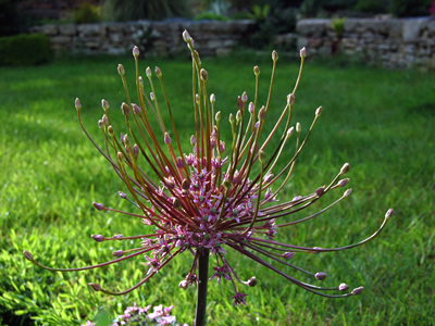 Allium schubertii - medium image 1