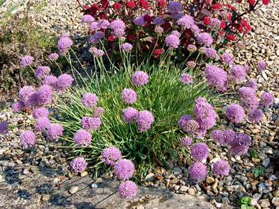 Allium senescens ssp. montanum var. glaucum - medium image 1