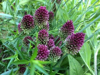 Allium sphaerocephalon - medium image 1