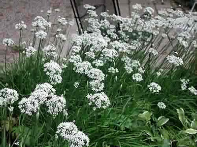 Allium tuberosum - medium image 1