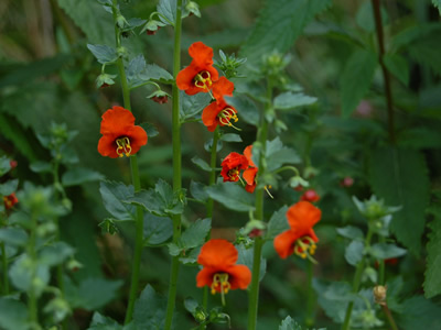 Alonsoa incisifolia - medium image 1