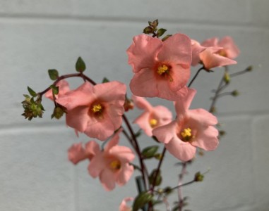 Alonsoa 'Peachy-Keen' - medium image 1