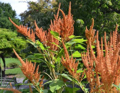 Amaranthus 'Autumn's Touch' - medium image 1