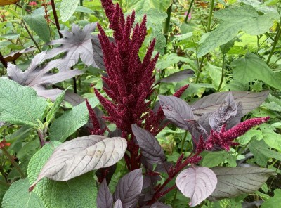 Amaranthus 'Red Spike' AGM - medium image 1