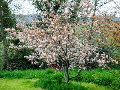 Amelanchier canadensis - medium image 1