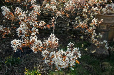 Amelanchier lamarckii AGM - medium image 1