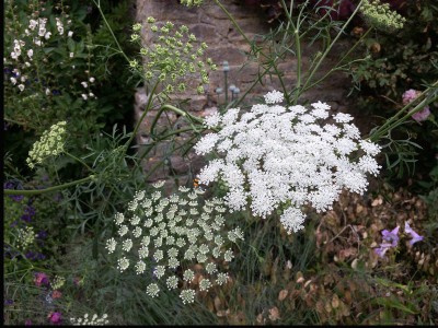 Ammi majus - medium image 1