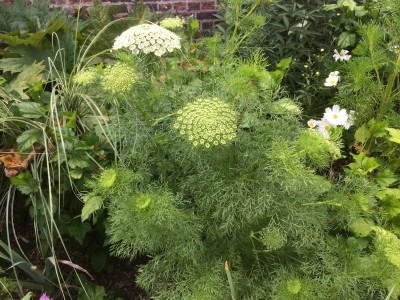 Ammi visnaga 'Green Mist' - medium image 1