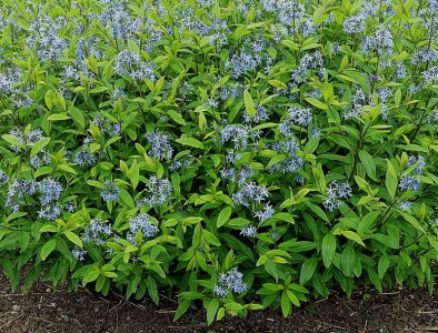 Amsonia tabernaemontana salicifolia - medium image 1