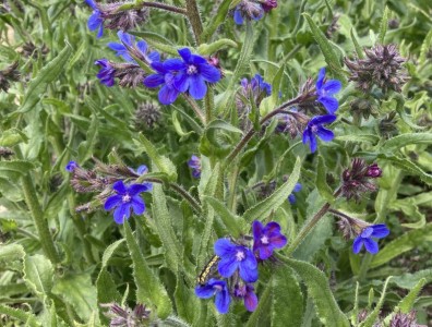 Anchusa italica 'Dropmore' - medium image 1