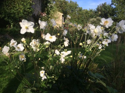 Anemone 'Andrea Atkinson' - medium image 1