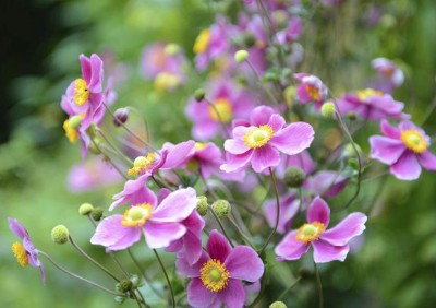 Anemone hupehensis 'Splendens' - medium image 1