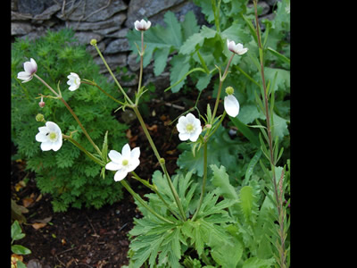 Anemone leveillii - medium image 1