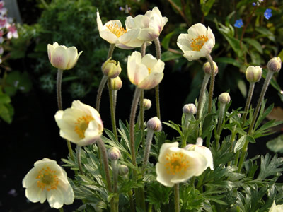 Anemone multifida 'Major' - medium image 1