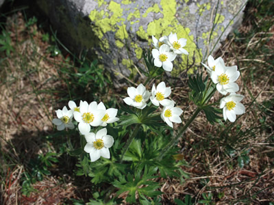Anemone narcissiflora - medium image 1