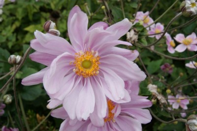 Anemone 'Queen Charlotte' - medium image 1