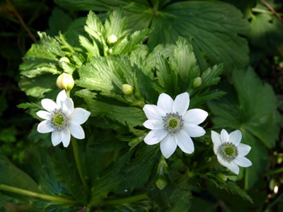 Anemone rivularis - medium image 1