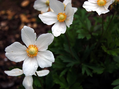 Anemone sylvestris - medium image 1