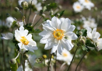 Anemone 'Whirlwind' - medium image 1