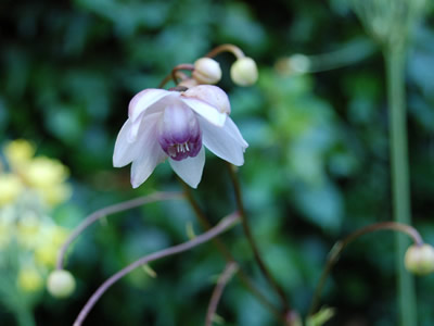 Anemonopsis macrophylla - medium image 1