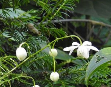 Anemonopsis macrophylla 'Alba' - medium image 1