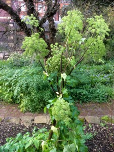 Angelica archangelica - medium image 1