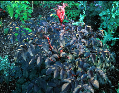 Angelica sylvestris 'Ebony' - medium image 1