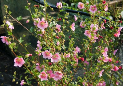 Anisodontea capensis 'Lady in Pink' - medium image 1