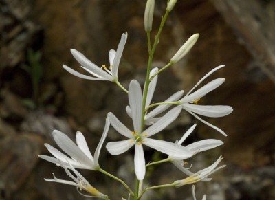 Anthericum liliago - medium image 1