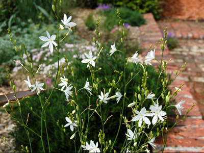 Anthericum ramosum - medium image 1