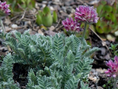 Anthyllis montana 'Rubra' AGM - medium image 1