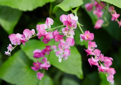 Antigonon leptopus - medium image 1