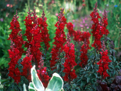 Antirrhinum 'Black Prince' - medium image 1