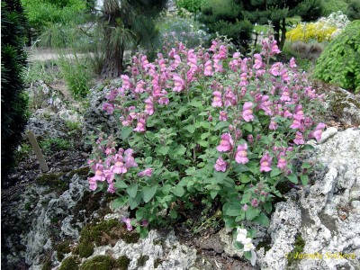 Antirrhinum glutinosum - medium image 1